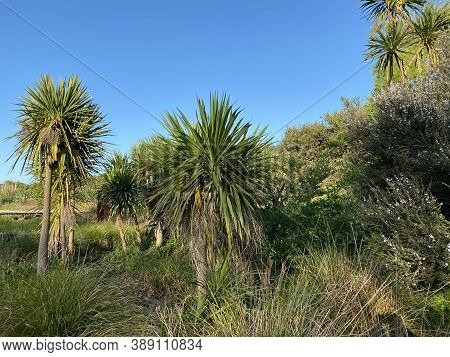 Photo Of The Plant, Cabbage Tree, Ti Kouka, Cabbage-palm Or Cordyline Australis, A Distinctive Widel