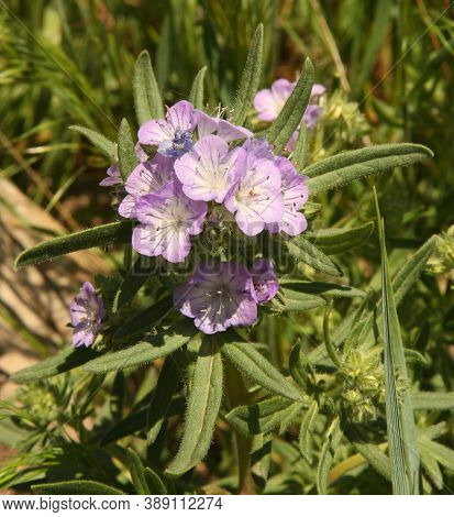 Threadleaf Phacelia (phacelia Linearis) Purple Wildflower At First Peoples Buffalo Jump State Park, 