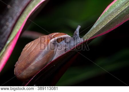 Thai Snail Or Soil Snail (hemiplecta Distincta) On The Tree Leaf  (hemiplecta Distincta) On The Tree