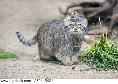 Pallas\'s Cat (otocolobus Manul). Manul Is Living In The Grasslands And Montane Steppes Of Central A