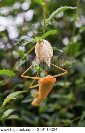 Grasshopper Female Laying Eggs At Twig Or Leaf