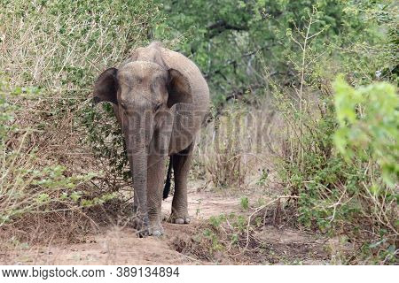 The Sri Lankan Elephant (elephas Maximus Maximus) Standing In The Bush, Female.asian Elephant In A T