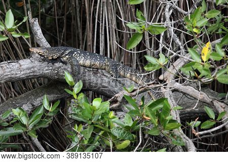 The Water Monitor (varanus Salvator) Lying In The Branches Of Mangroves. A Large Spotted Asian Monit