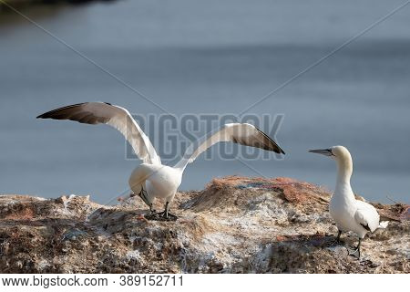 Northern Gannet With Spreadout Wings Landing In A Breeding Colony At Cliffs Of Helgoland Island, Ger