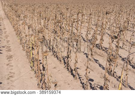 Rows Of Ripe Sunflowers Standing In Agricultural Filed In Central Ukraine
