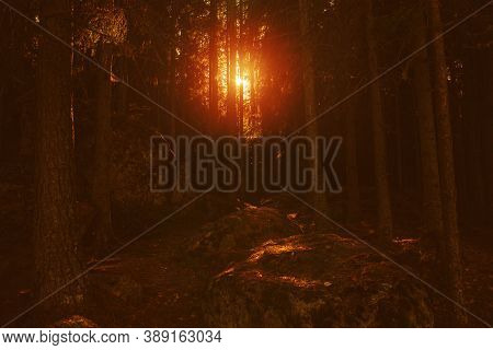 Forest Road Under The Rays Of The Setting Sun.autumn Deciduous Forest Passes At Dawn.tinted Photos,s