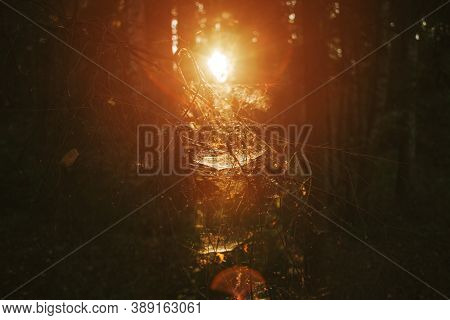 Forest Road Under The Rays Of The Setting Sun.autumn Deciduous Forest Passes At Dawn.tinted Photos,s