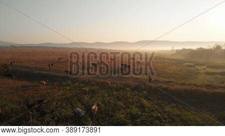 Cows Are Grazing On The Sunset. Golden Meadow In The Evening. Fogge Silhouettes Of Mountain.
