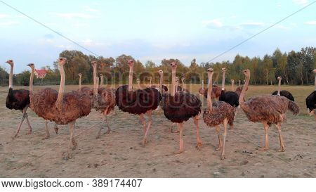Ostriches Are Going Forward. At The Approach Of Trouble, Ostriches Will Lie Low And Press Their Long