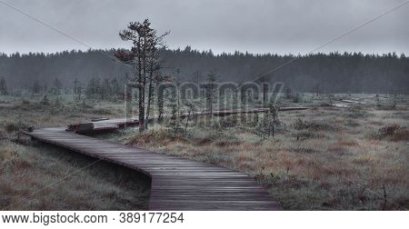 Wooden Flooring Trail In The Swamp In Autumn. Ecological Trail In Sestroretsk Near The City Of St. P