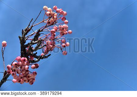 Very Unusual Autumn Colors Represented By Pink Berries Against The Clear Blue Sky. Beautiful Autumna