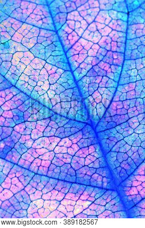 Fruit Shrub Leaf Close Up. Catchy Vertical Floral Background Or Wallpaper. Mosaic Blue And Pink Patt