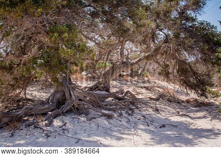 Photo Of Greece Island Chrysi With White Sand  Cedar Trees