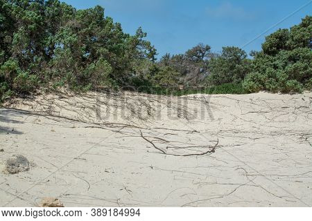 Photo Of Greece Island Chrysi With White Sand  Cedar Trees