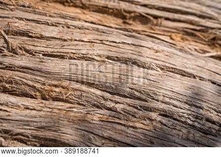 Dried Up Cedar  Tree ,white Sand,blue Water,beach ,chrissi Island.