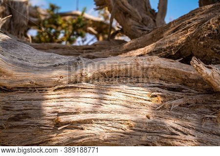 Dried Up Cedar  Tree ,white Sand,blue Water,beach ,chrissi Island.