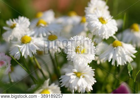Wonderful Spring Meadow With Daisies. Flowers Border.