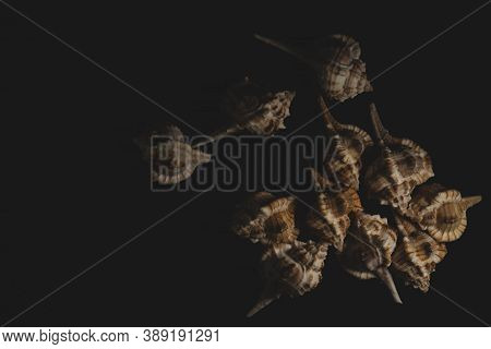 Bolinus Brandaris Seashell Macro Close Up, Selective Focus