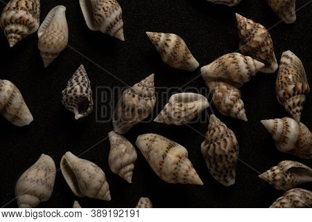 Nassa Gastropods Shells Macro Close Up, Selective Focus