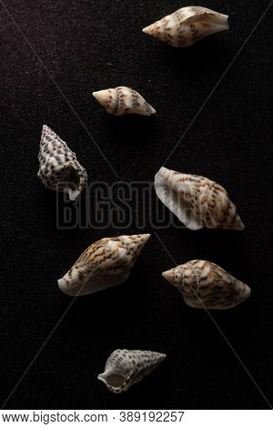 Nassa Gastropods Shells Macro Close Up, Selective Focus