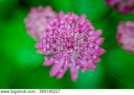 Photo Of Autumn Garden With Beautiful Flowers