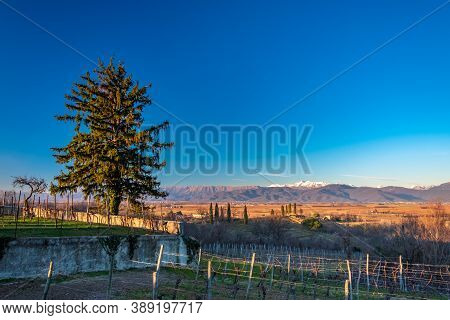 Winter Sunset In The Vineyards Of Collio Friulano