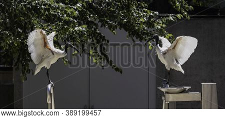 A Pair Of Australian White Ibises Flapping Their Wings On A Sunny Day On A Brisbane, Australia, Stre