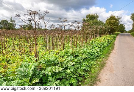 Cow Parsnip Or The Toxic Hogweed In Summer Sunny Day. Ecology Problem