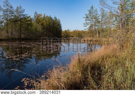 Territory Of Sestroretsk Swamp Reserve. Saint-petersburg. Russia