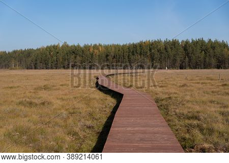 Wooden Walkway On The Territory Of Sestroretsk Swamp Reserve. Saint-petersburg. Russia