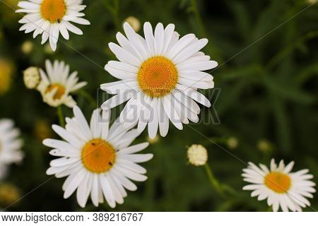 Spring Meadow With Daisies Illuminated By The Sun . Flowers Border.
