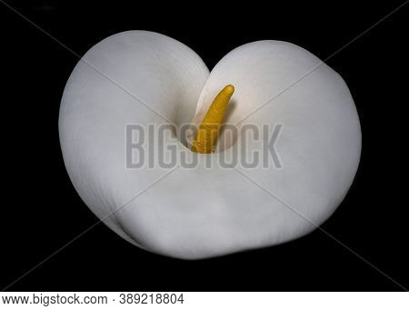 A Calla Lilly In Nature, Viewed From Above, On Black Background. The Calla Lily (zantedeschia Sp.)  