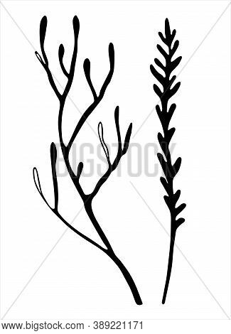 Moss Branches Line Art. Hand Drawn Vector Illustration For Decoration Purposes. Isolated On White