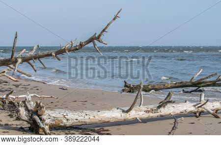 Dead Trees On The Beach At Cape Kolka. Coast Of The Baltic Sea In Latvia.