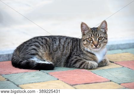 Hard To Be Hungry. Homeless Animals. Cat In Street. Fluffy Kitten Outdoor. Outbred Cat Relax On Road