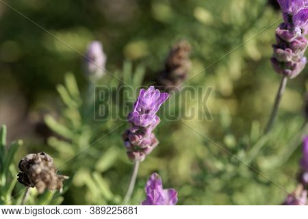 Flower Of A French Lavender, Lavandula Dentata