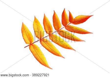 Red-yellow Leaves Of Ailanthus Isolated On A White Background. Colorful Leaves. Red Flowers Of Ailan
