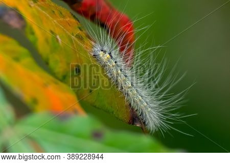 A Fall Webworm Moth (hyphantria Cunea) On Colorful Foilage. Raleigh, North Carolina.