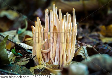 Smoky Spindles (clavaria Fumosa) On The Forest Floor. Raleigh, North Carolina.