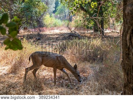 Blacktail Deer In Pinnacle National Park, California