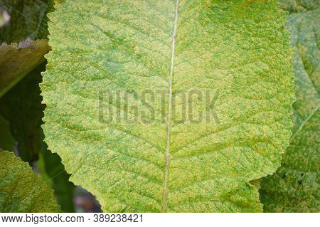 Rich Texture Of Elecampane Or Inula Helenium Leaf Macro