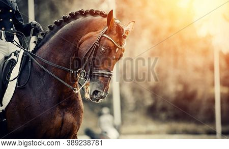 Equestrian Sport. Portrait Sports Stallion In The Double Bridle. Horse Muzzle Close Up. The Neck Of 