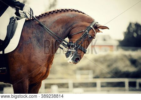 Equestrian Sport. Portrait Sports Stallion In The Double Bridle. The Neck Of A Sports Horse With A B