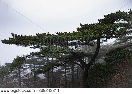 The Pine Tree On The Peak Of The Huangshan Mountain In The Winter Season. It's One Of The Unesco Wor