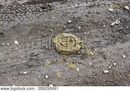 Fresh Cow Feces Lies On The Ground. Bovine Feces In The Shape Of A Circle.
