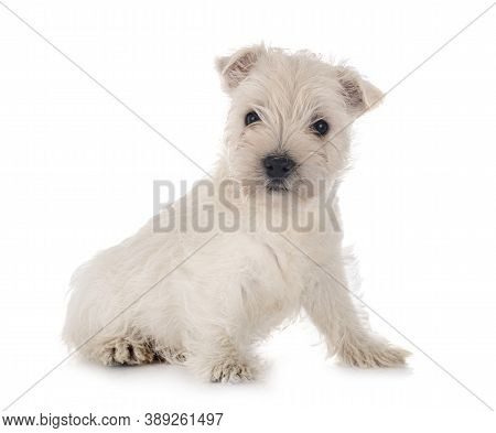 Puppy West Highland White Terrier In Front Of White Background