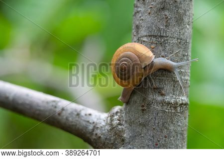 Thai Snail Or Soil Snail (hemiplecta Distincta) On The Tree Leaf In The Garden After Rain Snail Or S