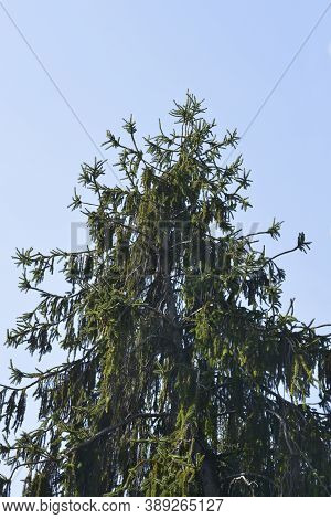 Viminalis Norway Spruce - Latin Name - Picea Abies Viminalis