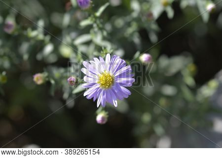New York Aster Professor Anton Kippenberg - Latin Name - Symphyotrichum Novi-belgii (aster Novi-belg