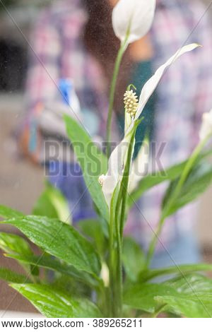 Woman Taking Care Of Flowers In Home Kitchen While Gardening.decorative, Plants, Growing, Lifestyle,